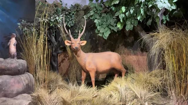 Taxidermy Deer and Otter Display in a Natural History Museum Exhibit, Jim Corbett, Uttarakhand