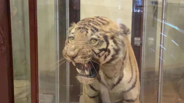 Taxidermy Tiger Snarling in Museum Glass Display Case, Jim Corbett, Uttarakhand